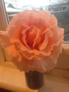 In full bloom on the kitchen window sill. 