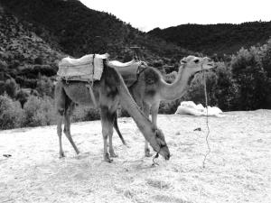 camels