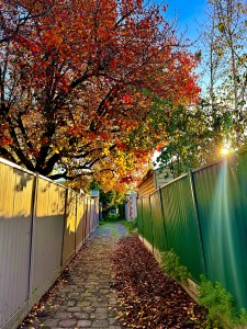 A large tree coered wirh beauorgip autumn laves in red and yellow  the bances of the tree are overhanging a blustone-paved laneway  